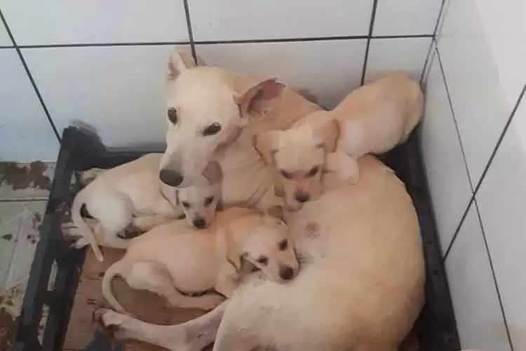 animais Divulgacao SJPA