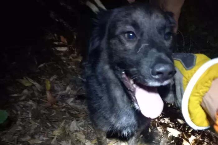 Cão preso em árvore é resgatado por bombeiros de Conselheiro Lafaiete 1 cachorro resgatado 1