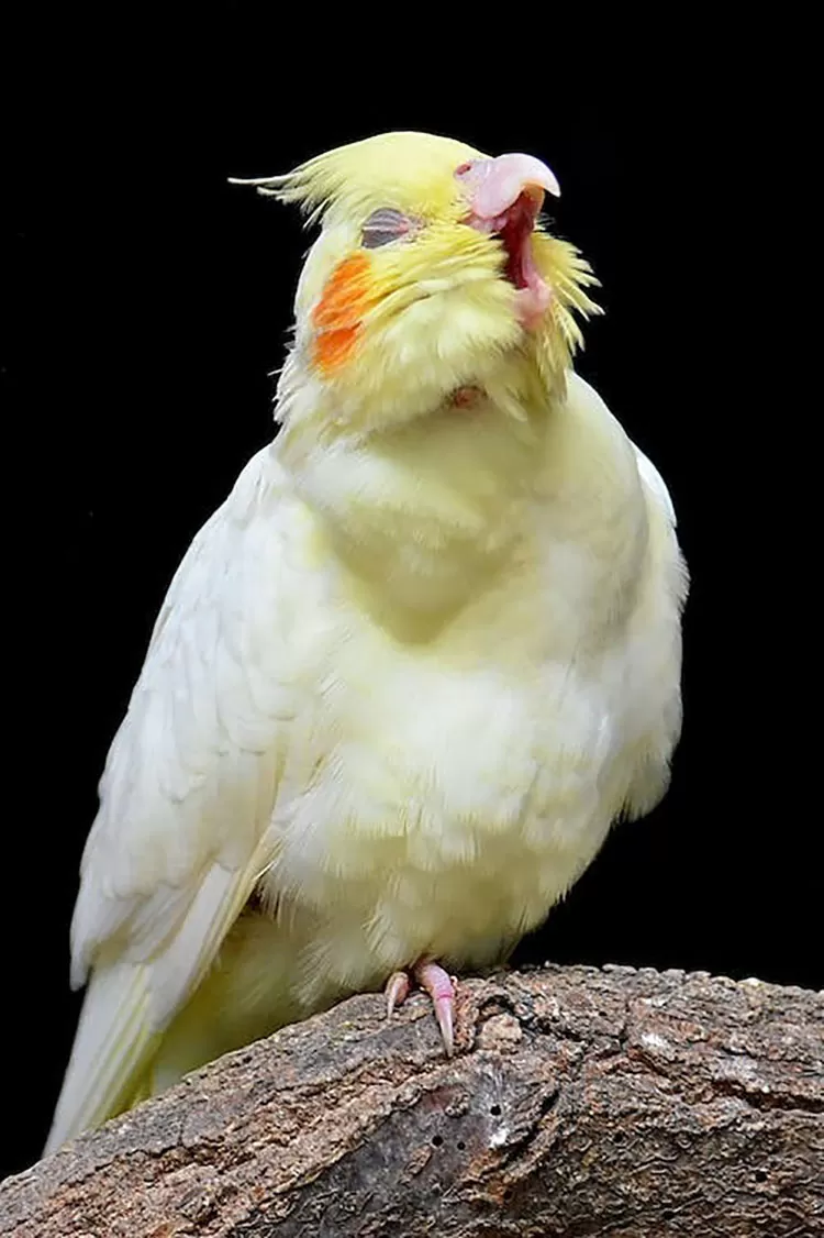 calopsita