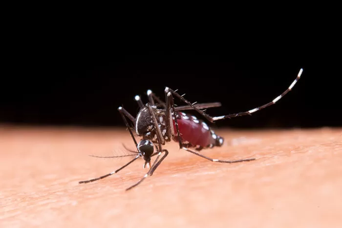 Brasil ultrapassa 650 mil casos de dengue 1 Período chuvoso e calor intenso aumentam risco de casos de dengue