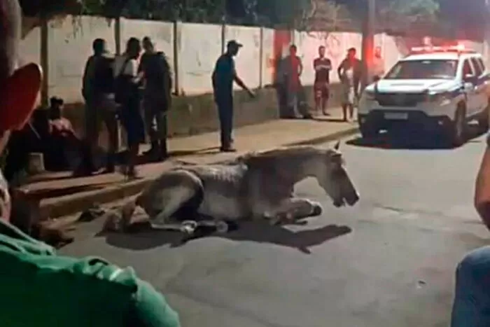 Homem é preso por agredir cavalo com chutes e chicotadas em Leopoldina 1 cavalo-leopoldina
