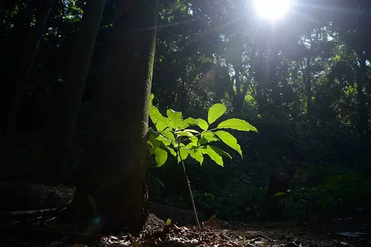 Créditos de carbono valem quanto pesam 1 CREDITO DE CARBONO Tania Rego ABr
