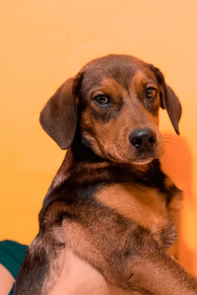 Evento de adoção de cães e de recolhimento de lixo eletrônico acontece neste sábado 1 adoção de cães foto Giovana Tavares