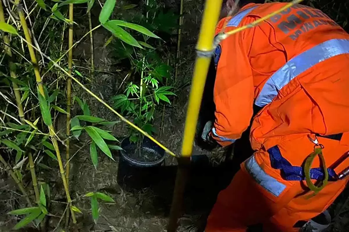 Em busca de cachorros, bombeiros encontram pés de maconha 1 pes de maconha divulgacao corpo de bombeiros