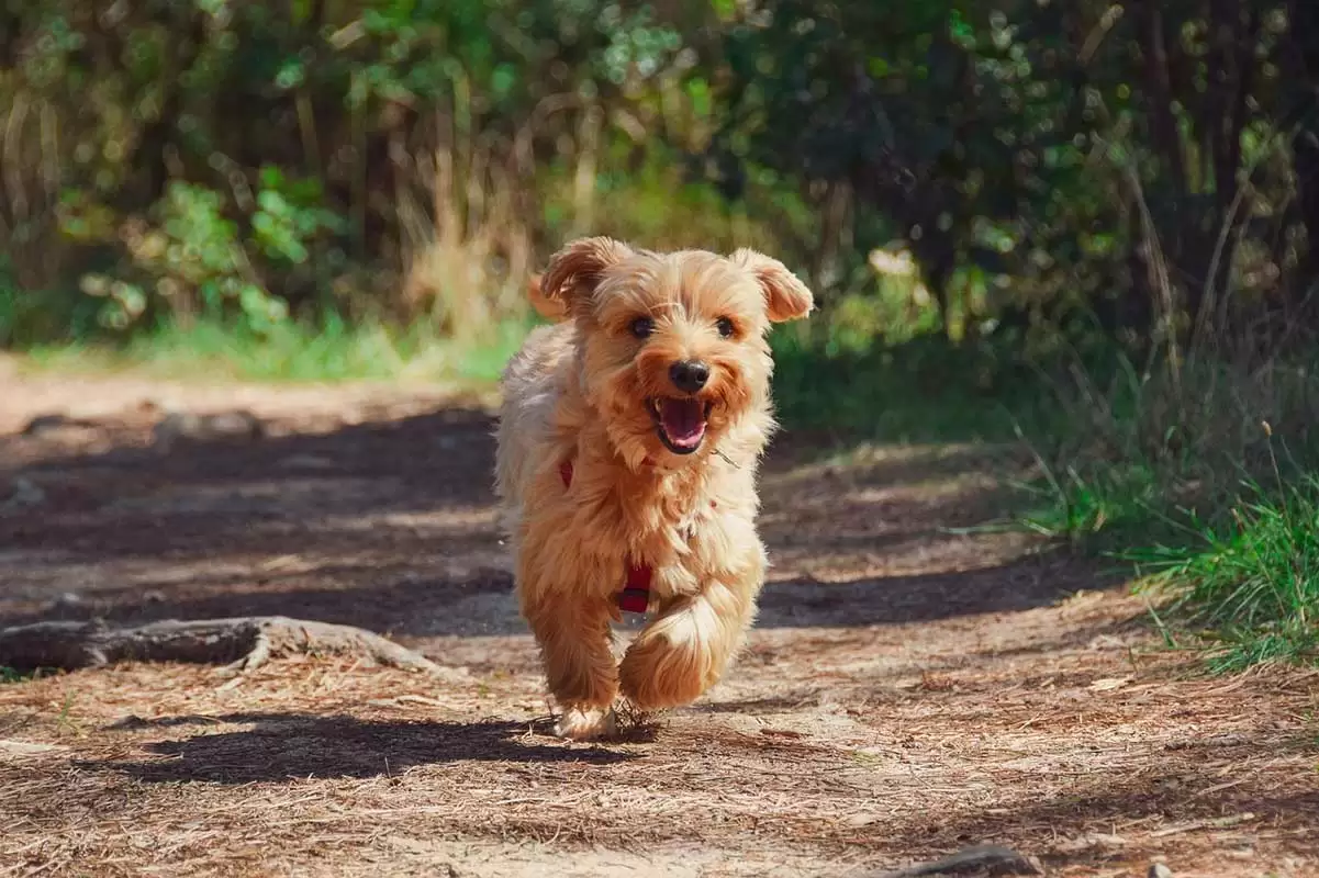 Conheça o yorkshire, o pequeno cheio de personalidade 1 yorkie 22
