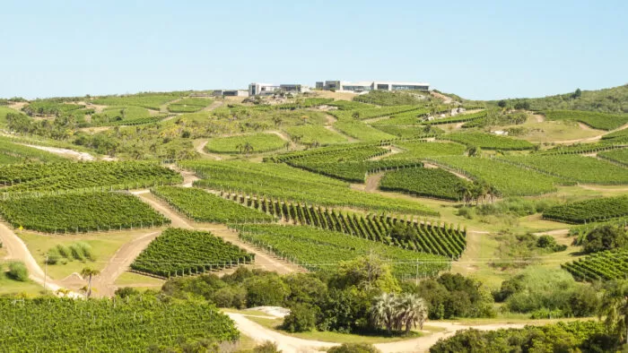 Garzón Balasto: a Arma Secreta do Uruguai 1 BodegaGarzon WineryVineyards07 1