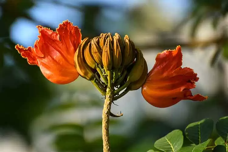 Vereador quer proibir plantio de árvore exótica Spathodea Campanulata em JF 1 SPATHODEA detalhe Shagil Kannur Wikimedia Commons