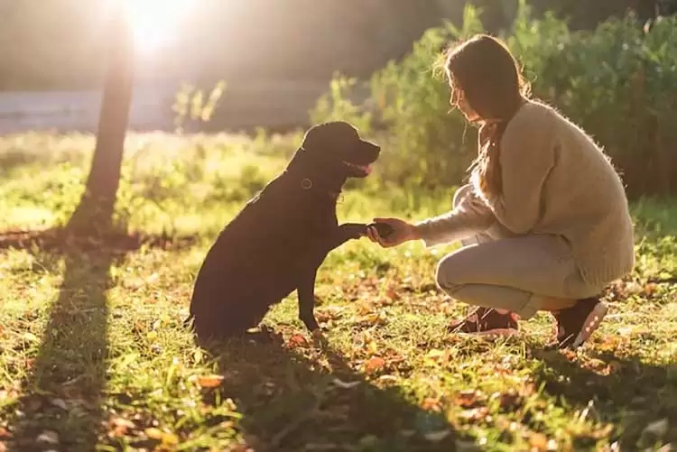 Confira seis motivos pelos quais os cachorros entendem as emoções do tutor 1 pet cachorro freepik 1