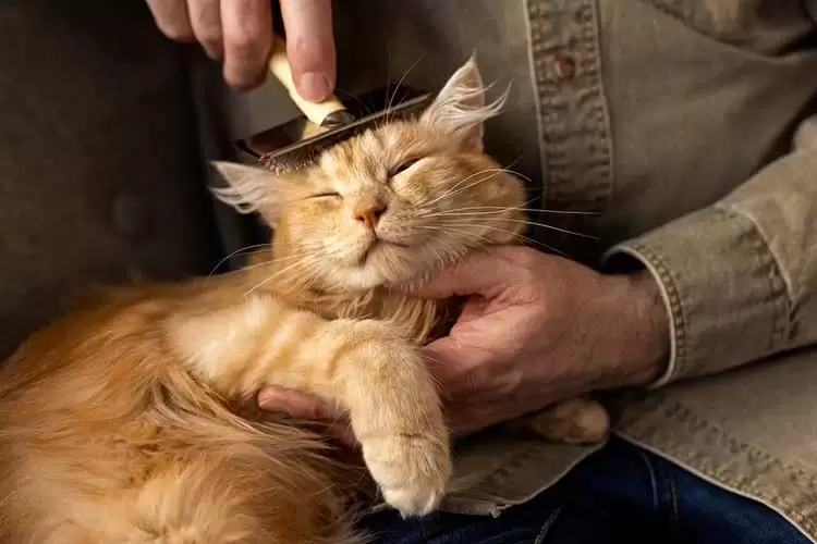 Conheça fatos curiosos sobre a relação entre gatos e tutores 1 pet gato 2 freepik