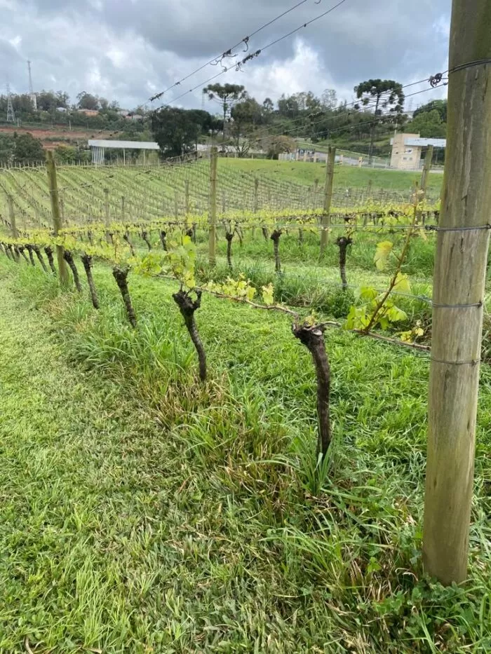 Wine South America: a feira internacional de vinhos bate recorde de negócios 23 Imagem do WhatsApp de 2023 09 20 as 10.49.45 6