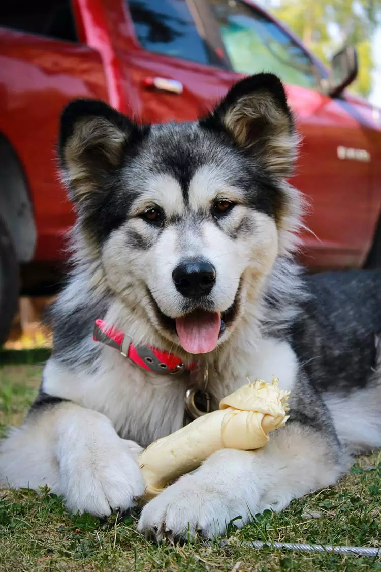Dez sugestões de presentes para cachorro 1 cachorro pet 2