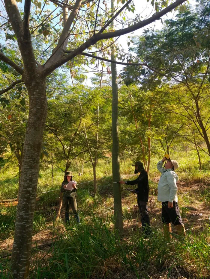 Projeto planta mais de 70 mil mudas de árvores na Zona da Mata 1 mudas da ufv