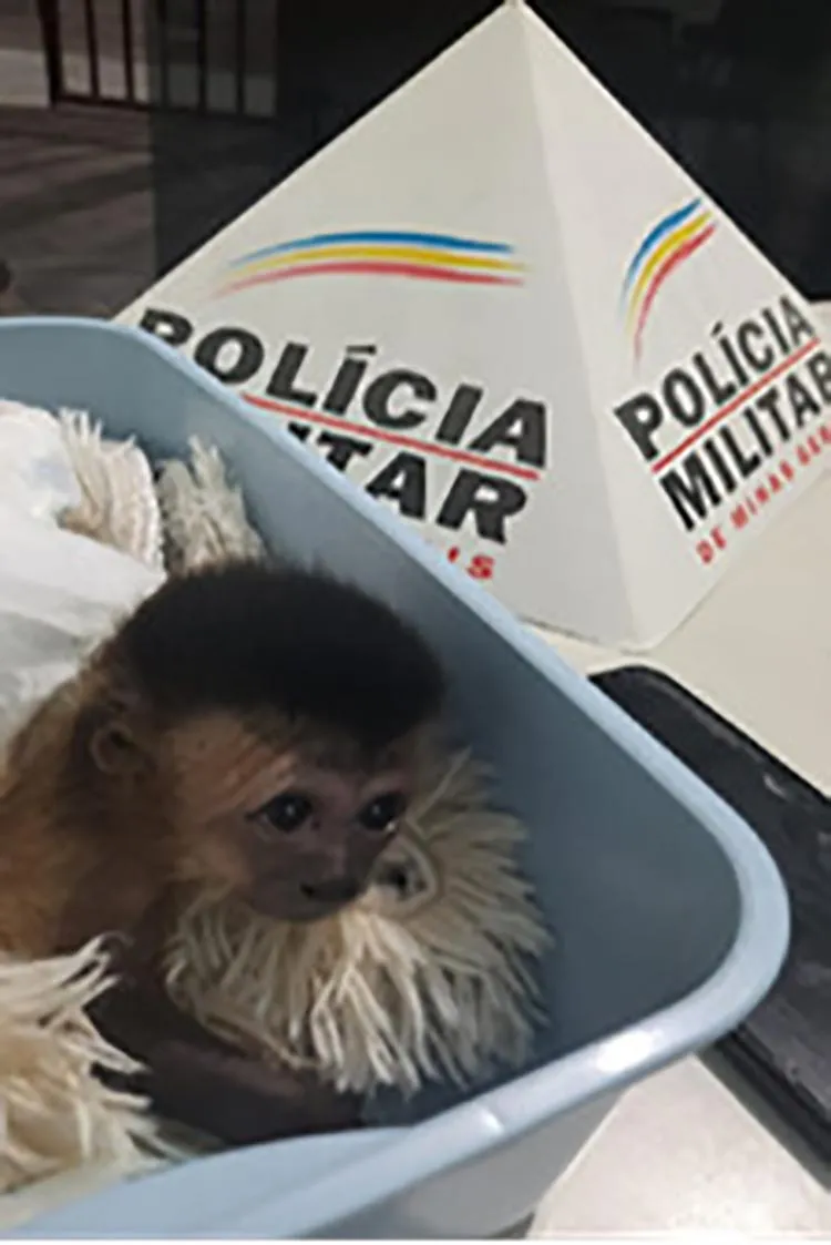 Homens são presos transportando filhote de macaco-prego 1 macaco resgatado2 divulgacao pm
