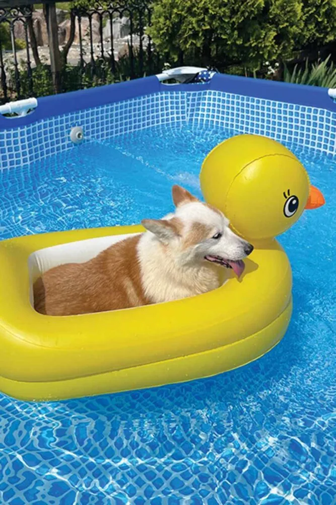 Conheça 10 cuidados importantes com o cachorro na piscina 1 especial pet 4 pexels OK