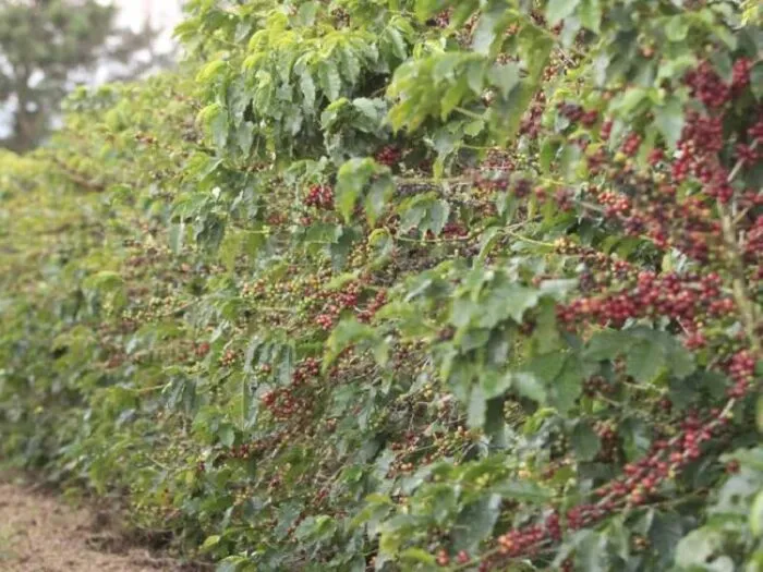 Paraíso é a 9ª que mais exporta cafés 1 image 750x 655784d570521