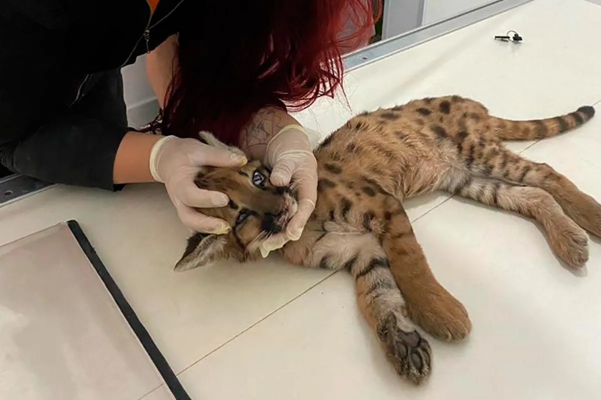 Onça-parda de 4 meses é encontrada ferida em Juiz de Fora 1 Onça-parda de 4 meses é encontrada ferida em Juiz de Fora