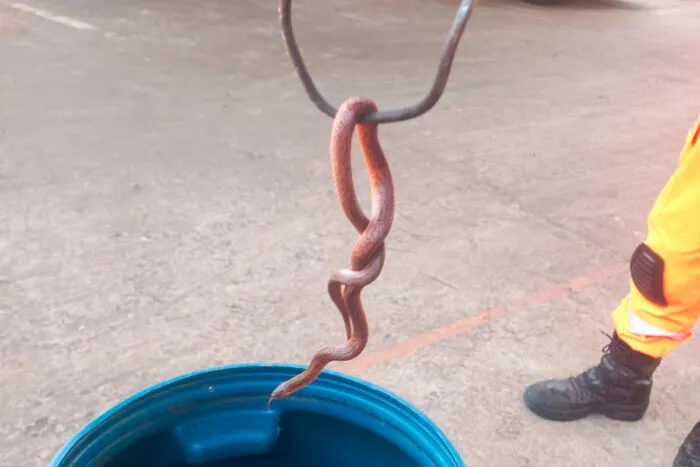Serpente é encontrada em creche de Conselheiro Lafaiete 1 serpente conselheiro lafaiete by divulgacao pm editada