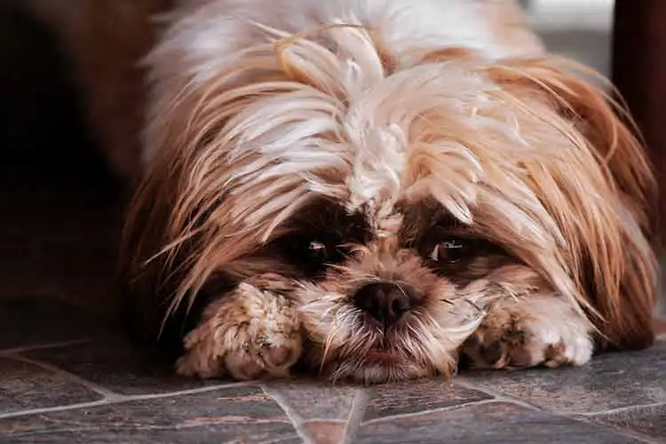 Confira dez dicas para proteger o seu cachorro do barulho dos fogos 1 pet barulho pexels 3