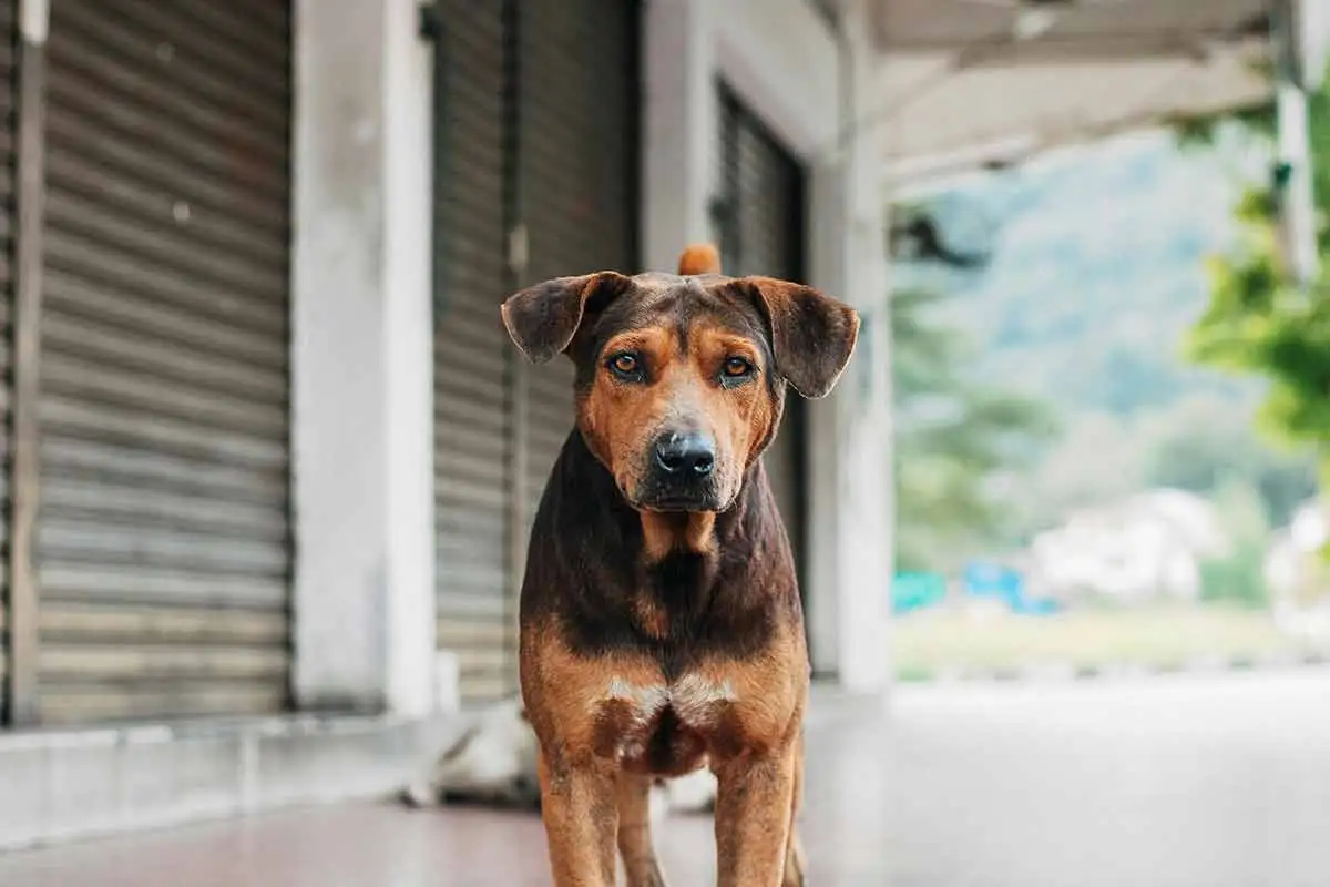 Encontrou um cachorro perdido? Veja o que fazer 1 ESPECIAL PET Pexels 1
