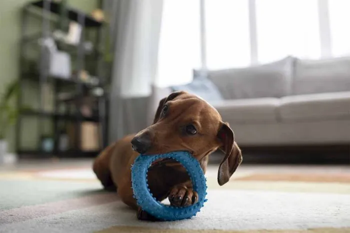 Confira 10 dicas para melhorar a saúde mental do seu cachorro 2 Saúde mental cachorro