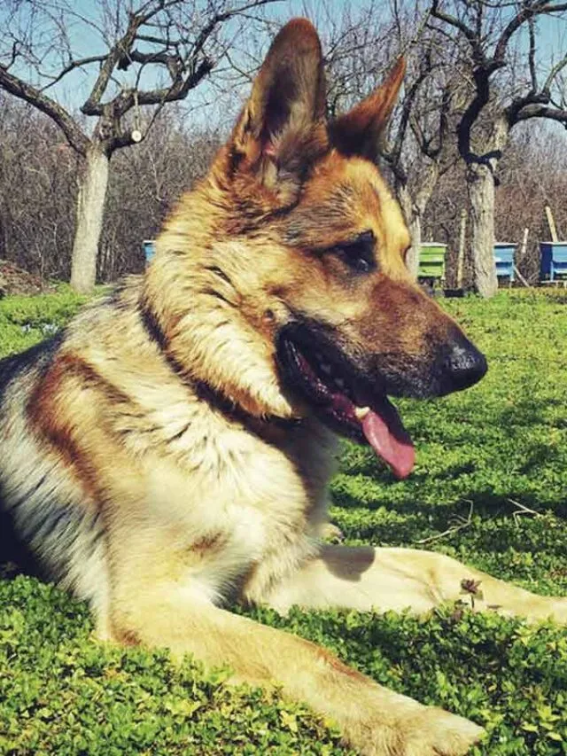 Veja 8 raças de cachorro de guarda