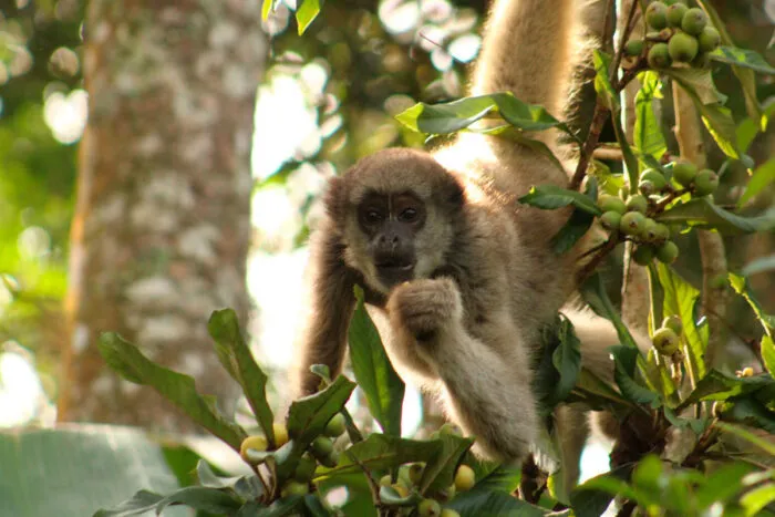 Maior primata da América Latina é procurado por projeto de conservação de Ibitipoca 1 muriqui nena foto Priscila Maria Pereira