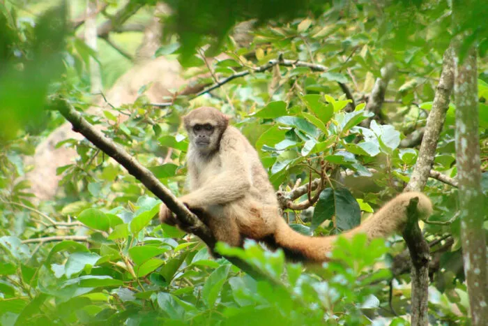 Maior primata da América Latina é procurado por projeto de conservação de Ibitipoca 2 muriqui nena foto Priscila Maria Pereira2