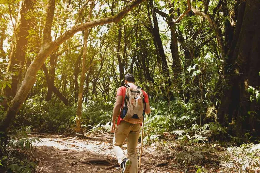 Caminhada na natureza melhora a capacidade de atenção 1 caminhada natureza freepik