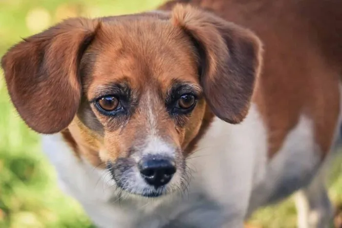 Confira 7 dicas para prevenir a obesidade em cachorros 1 especial pet 2 pexels