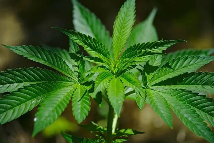 Porte de maconha para consumo próprio pode ser liberado pelo STF 1 maconha foto reproducao tjmg
