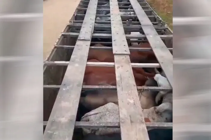 Homem é detido após comprar 19 cabeças de gado furtadas 1 gado apreendido pela PM