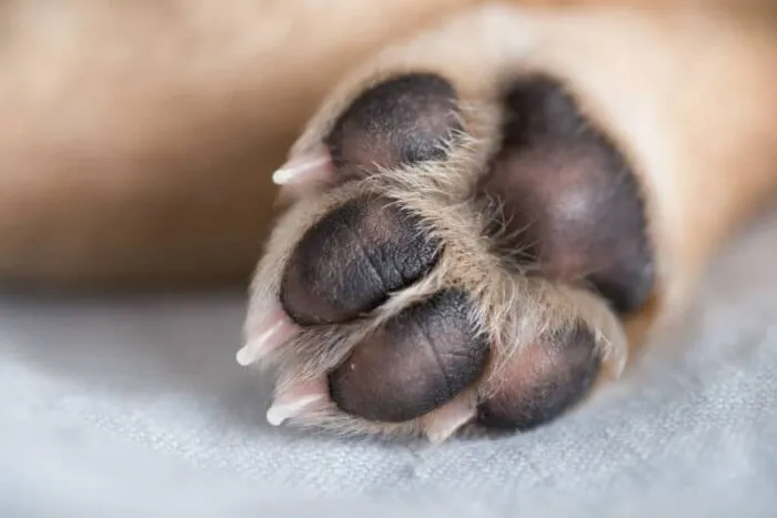 Clínica veterinária é condenada a indenizar tutora por morte de pet em JF 1 hidratar pata de cachorro 2