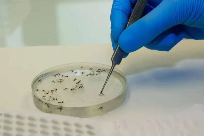 Zona da Mata é a segunda região do estado com mais casos de febre Oropouche 1 mosquitos febre Oropouche