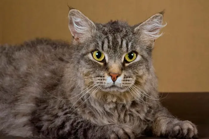 Veja 8 raças de gato pouco conhecidas 1 gato laperm reproducao shutterstock editada