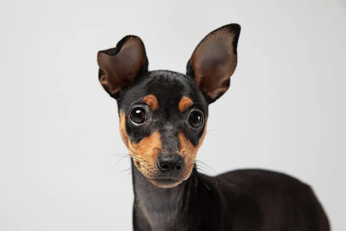 Veja 7 dicas para limpar as orelhas do cachorro 1 cachorro orelha by freepik editada