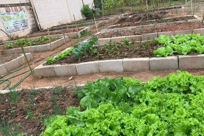 Horta comunitária busca integrar aposentados e idosos em Juiz de Fora 1 Horta comunitária busca integrar aposentados e idosos em Juiz de Fora