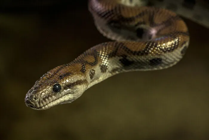 Saiba 7 espécies de cobra que podem ser criadas legalmente 1 cobra by pexels