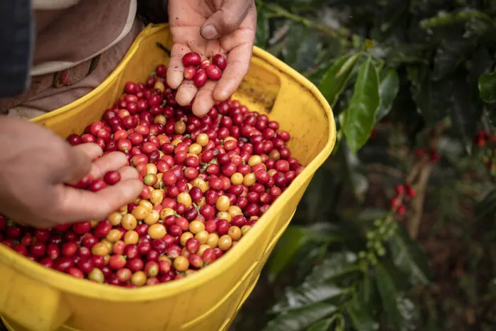 Produtor de café é condenado a pagar R$ 300 mil em indenização por manter trabalho escravo 1 Produtor de café é condenado a pagar R$ 300 mil em indenização por manter trabalho escravo