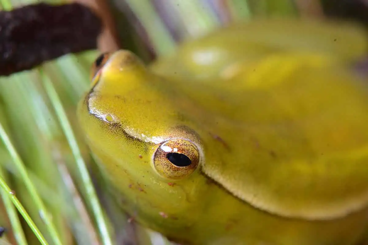 População de perereca ameaçada de extinção é identificada em Bom Jardim de Minas