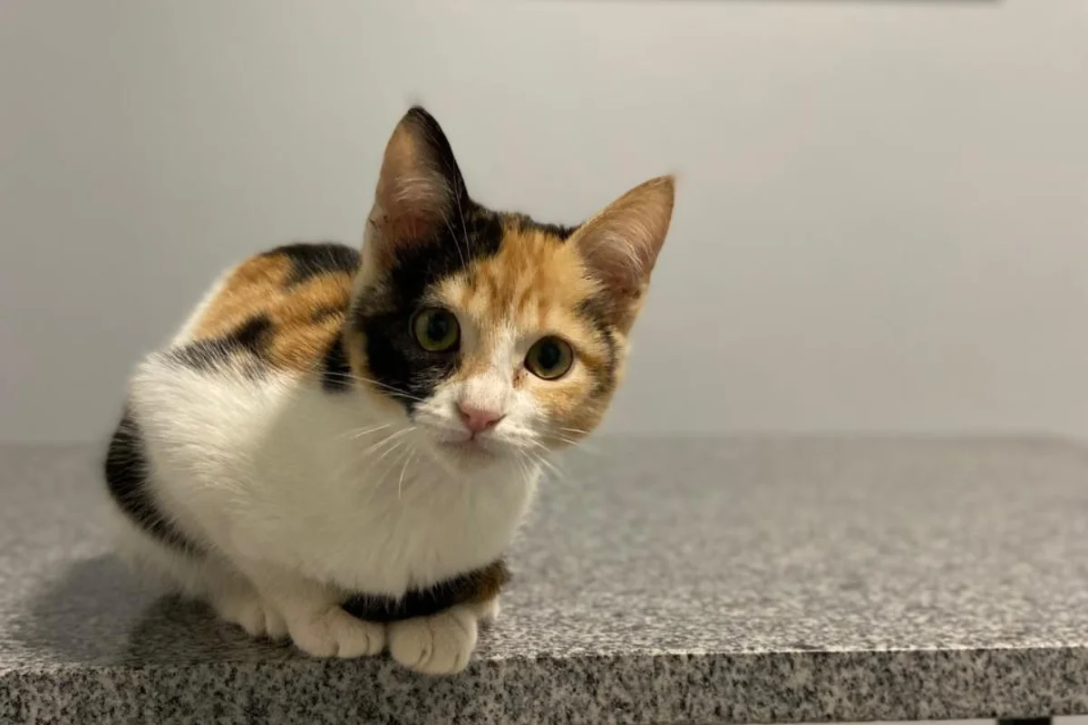 Conheça formas de proteger os gatos da leishmaniose 2 Gato em consulta médica, durante o Agosto Verde Claro