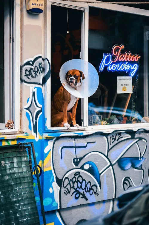 Veja 10 dicas para facilitar o uso do cone pelo cachorro 1 ESPECIIAL PET 1 PEXELS