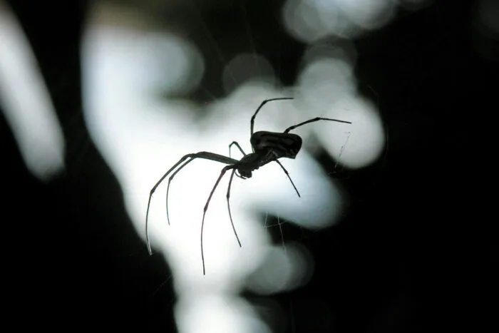 Saiba 7 curiosidades surpreendentes sobre as aranhas 1 aranha by pixabay
