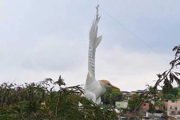 Garça fica presa em linha de papagaio e é resgatada em Juiz de Fora 1 Garça Linha de papagaio