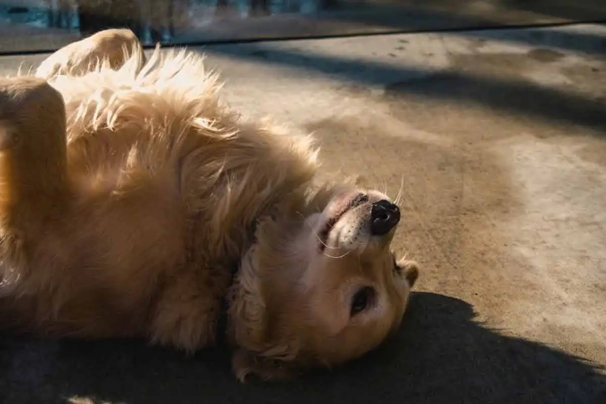 Cachorro de pelo longo especial PET