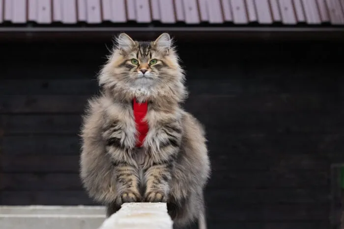 Conheça 6 raças de gato que causam menos alergia 1 gato siberiano by pawel pixabay