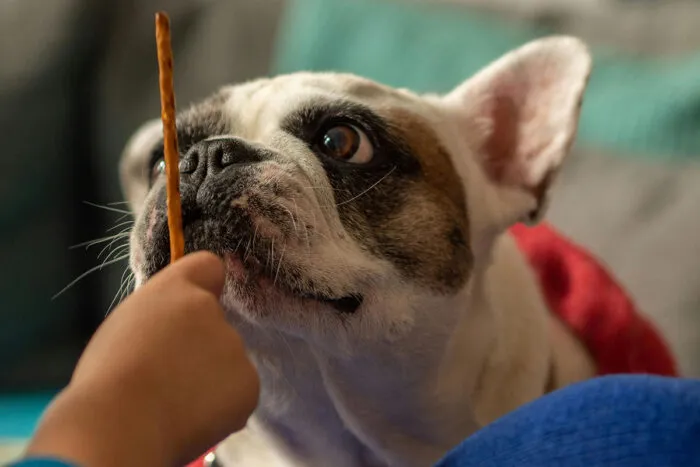Conheça 7 benefícios do reforço positivo para o cachorro 1 reforco positivo cachorro by pexels