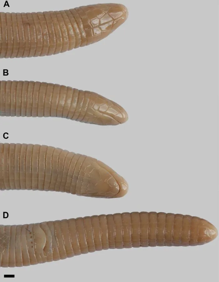 Exemplar de JF Foto Museu de Historia Natural da Dinamarca