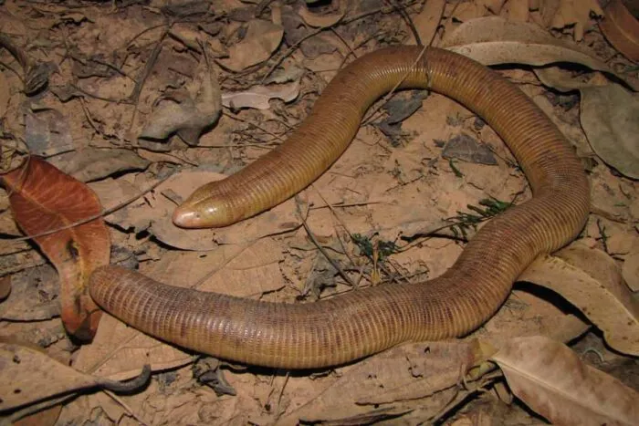 cobra-de-duas-cabeças