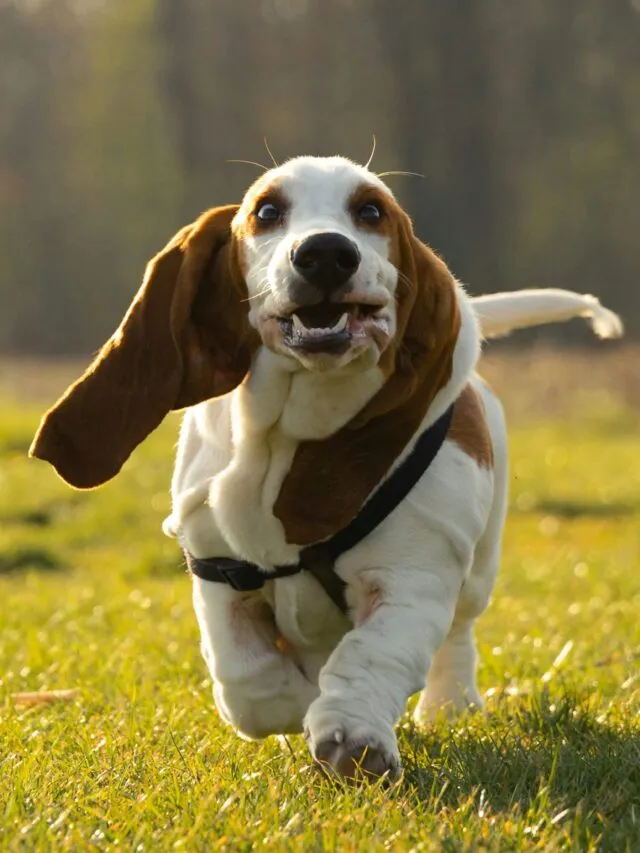 Confira 4 características do cachorro da raça basset hound