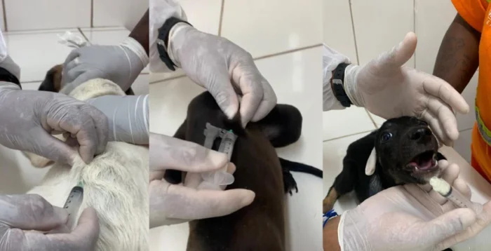 Canil Municipal vacina cães e gatos disponíveis para adoção 1 20250131 SEbeahVacinacao 154844